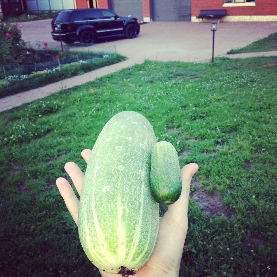 Бабушкин урожай — какие санкции?)) — Jeep Grand Cherokee SRT8 (WK), 6