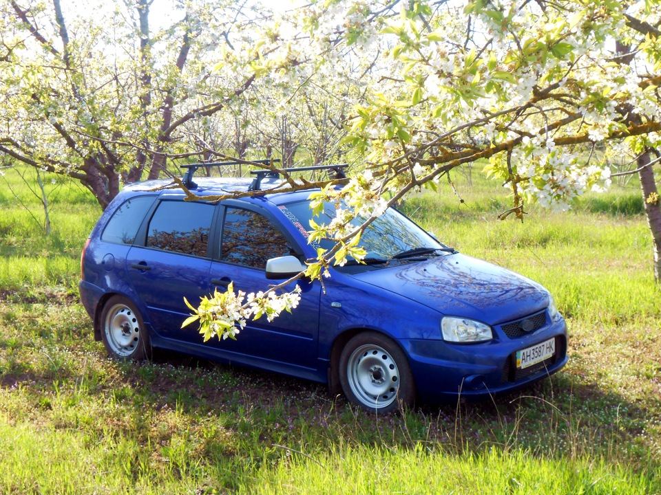 Лада крыжовник фото