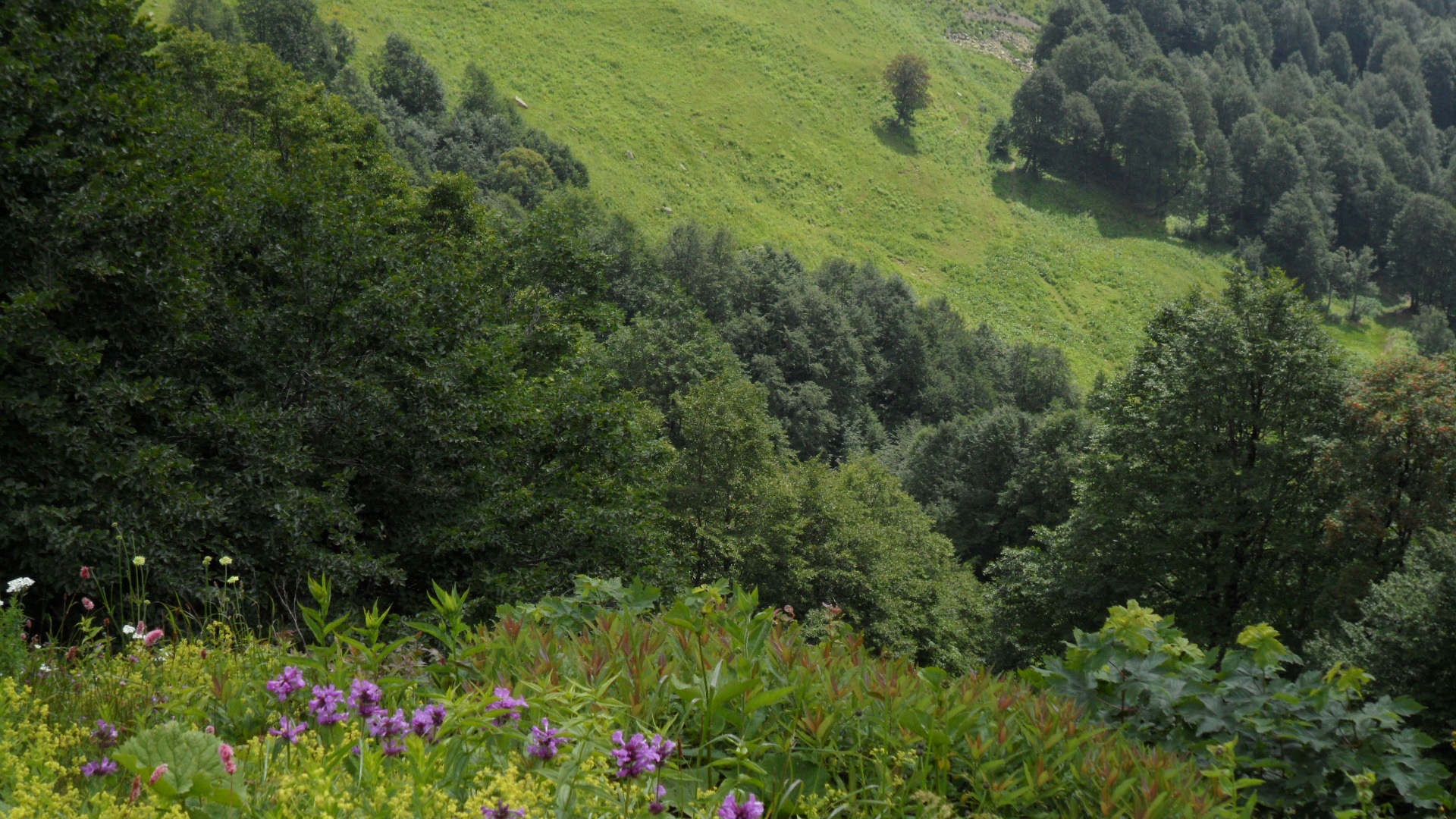 Абхазия: Рай для эко-туриста — горы, море и реликтовые леса