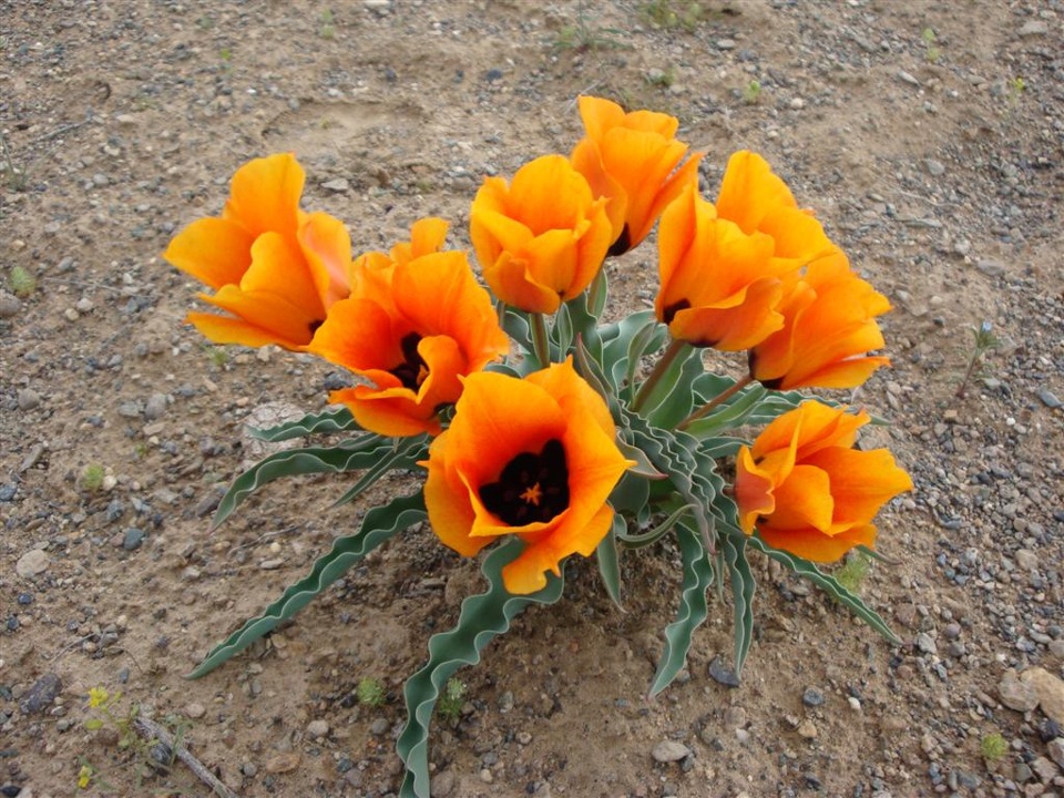 Прадик и природа — Toyota Land Cruiser Prado 90-series, 3 л, 1997 года ...