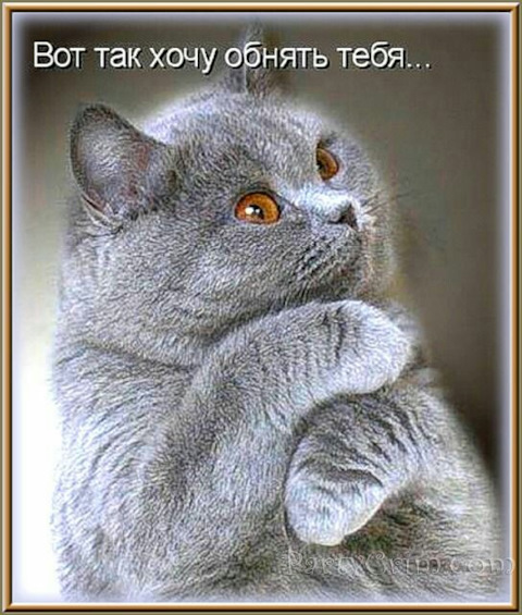 Картинки вот так тебя обнимаю