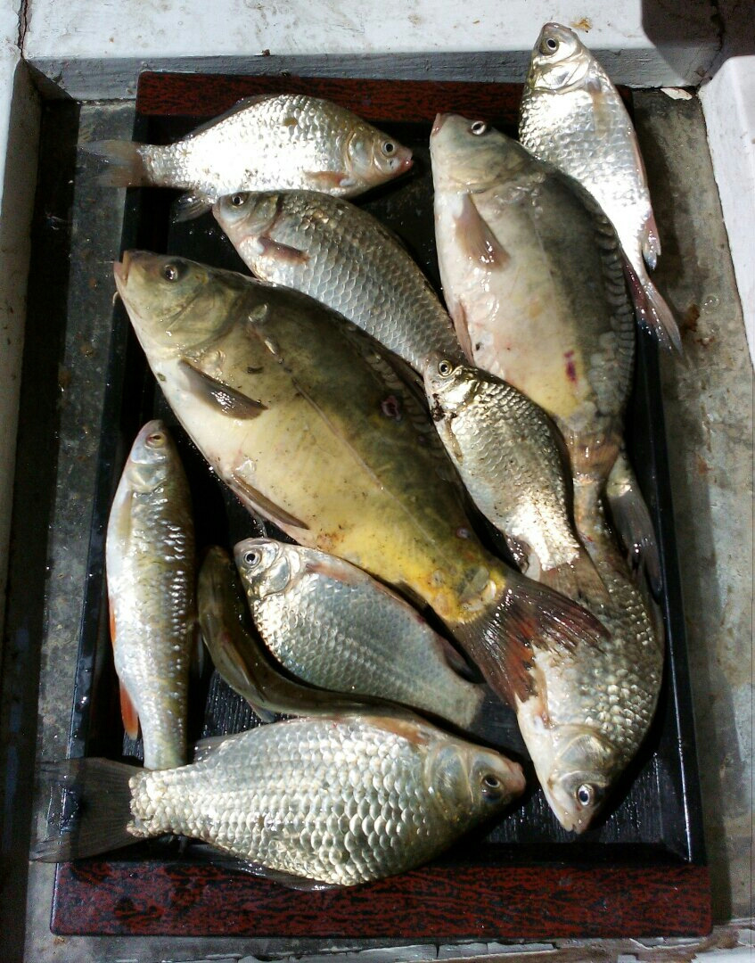 Рыбы ставропольского края. Рыба егорлыка. Река егорлык. Егорлык рыбалка на реке. Платная рыбалка в ставрополе.