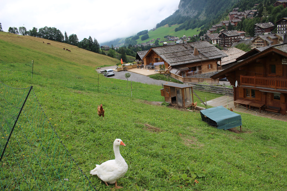 По пути назад нас облаял вот этот агрессивный гусь. Видимо он, как настоящий каталонец или венецианец, не переносит туристов :) — Audi A4 (B9)