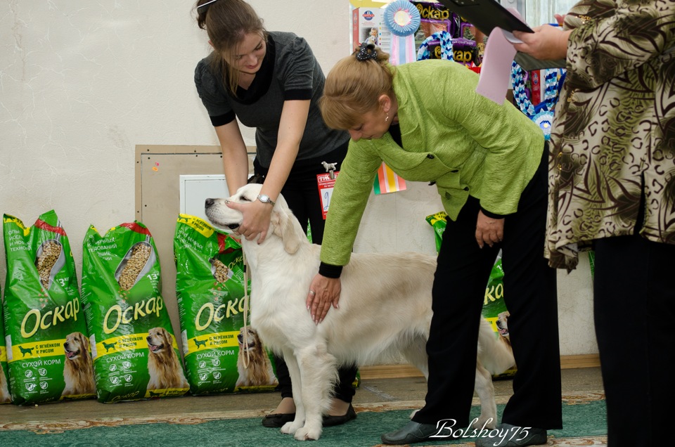 выставочные собаки. выставка собак россия. первая выставка собак. академгородок выставки собак предстоящие. породы собак для выставок.
