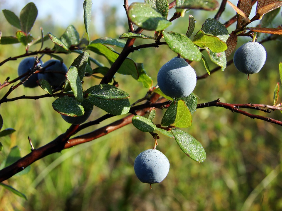 Лесная прогулка на Ункуре.1 часть. — DRIVE2