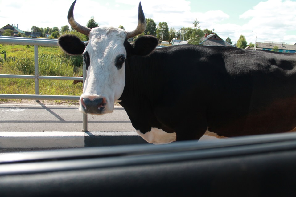 СПБ-Вытегра-Каргополь-Архангельск-Великий Устюг-Вологда-СПБ — Suzuki ...