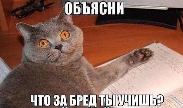 Смешные мемы с котами
