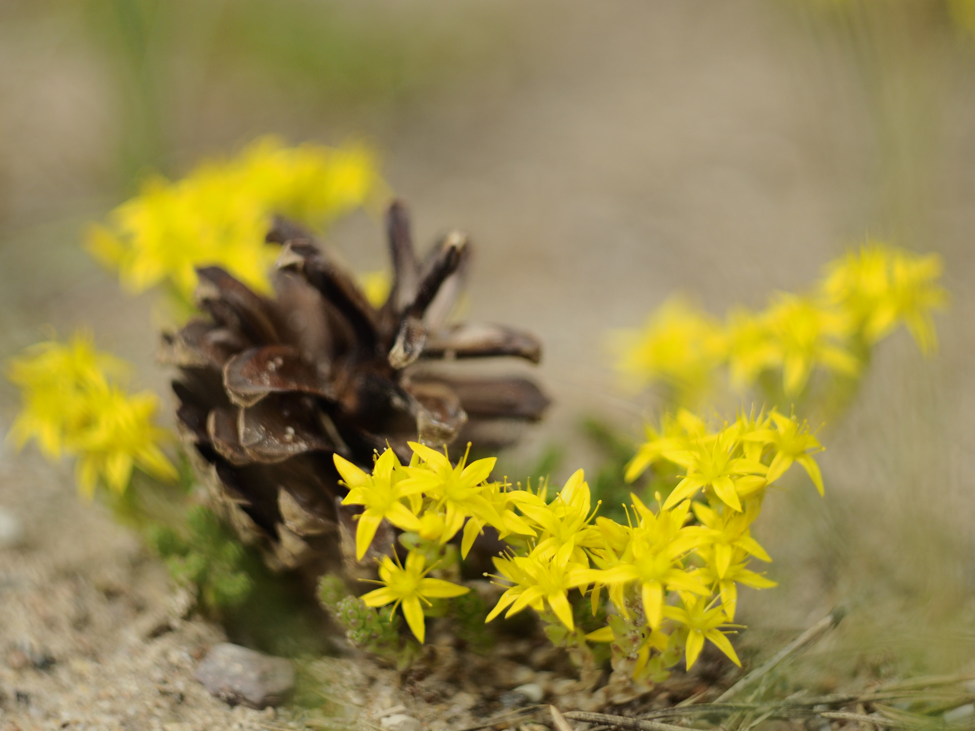 Жёлтые(баловство с гелиосом) — Сообщество «Фотография» на DRIVE2