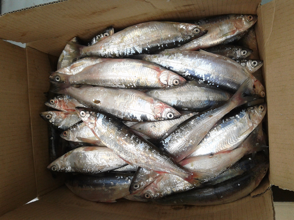 Ашан отдел рыбы. Форель "рыбный двор" 150. Стоимость мороженной рыбы в ашане. Мясные продукты в ашане. Ашан мясной.