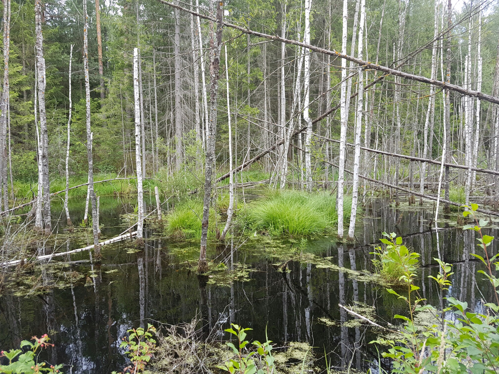 Болото проблем. Болото Беларусь. Белорусские болота. Экологические проблемы болота. Ольманские болота фото.