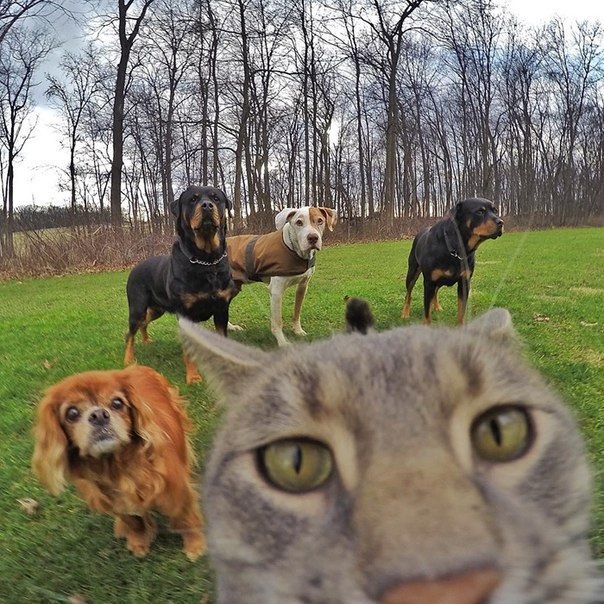 Кот фоткается с собаками мем Селфи кот 