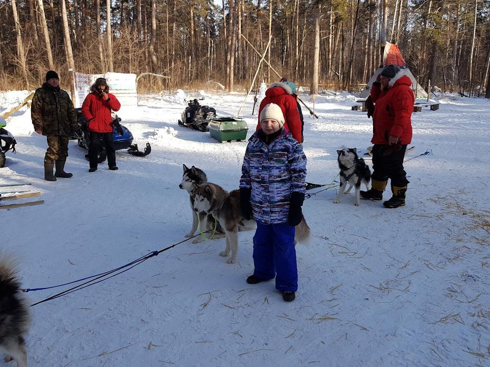 деревня хаски тольятти. хаски тольятти ягодное экскурсия. деревня ездовых собак ягодное. хаски тольятти ягодное экскурсия. серебро севера питомник хаски тольятти.