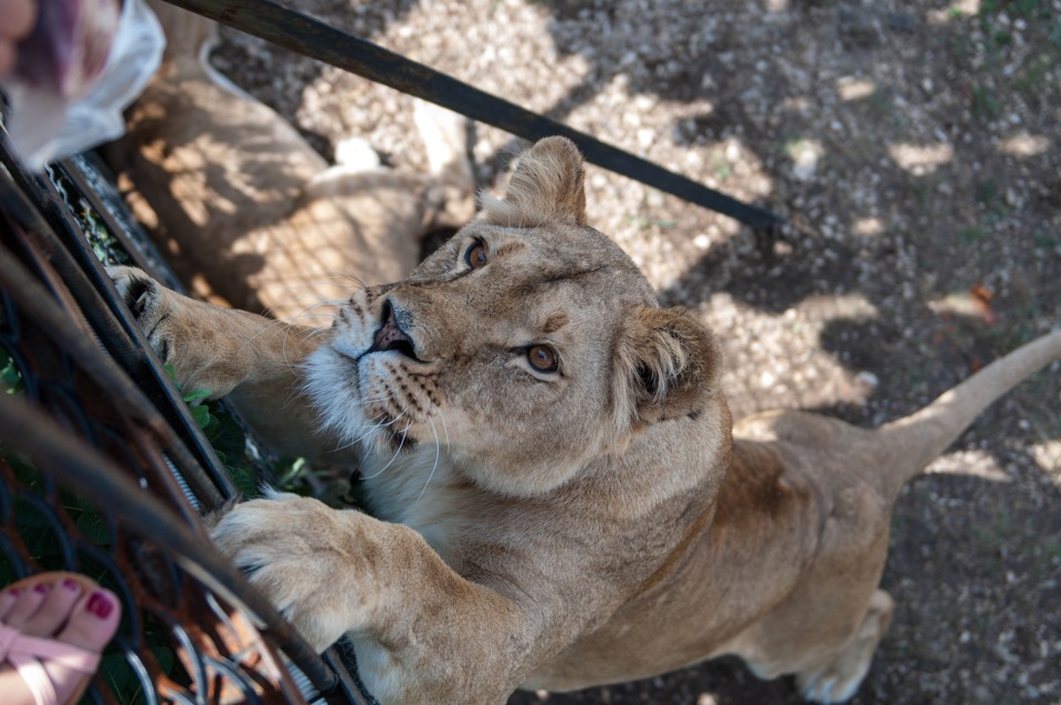 парк тайган новое видео на сегодня