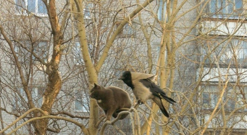 Ворона и кот сидели на скамейке