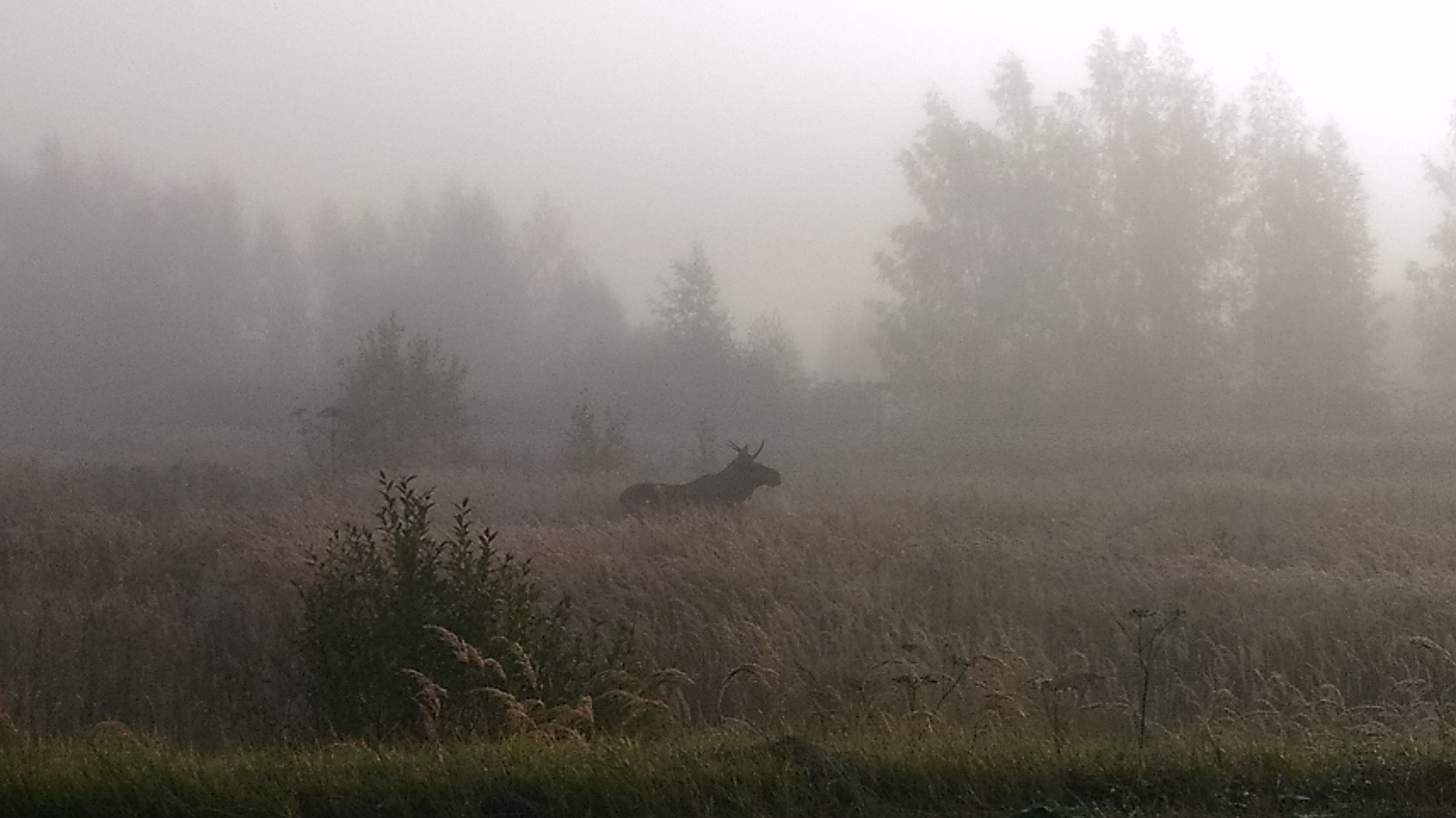 Пелена трава. Пейзаж туман. Туманное утро в деревне. Деревня в тумане. Туман фото.
