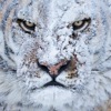 Как перекрасить шильдик на авто. Смотреть фото Как перекрасить шильдик на авто. Смотреть картинку Как перекрасить шильдик на авто. Картинка про Как перекрасить шильдик на авто. Фото Как перекрасить шильдик на авто