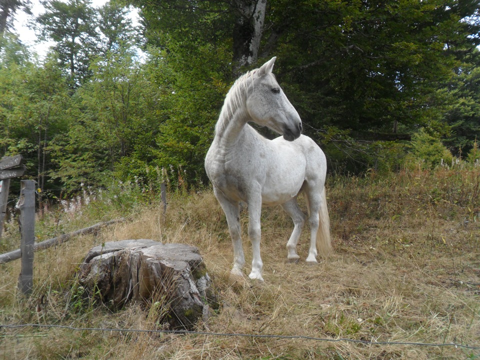 Серая лошадь Белогорск. Кони в яблоках песня слушать