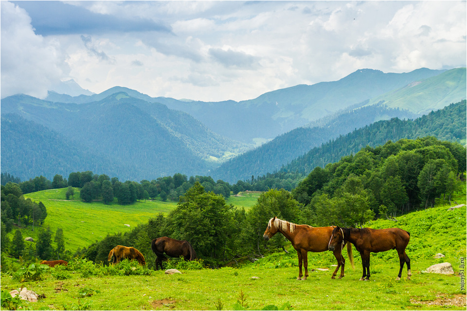 альпийские луга что это такое. Смотреть фото альпийские луга что это такое. Смотреть картинку альпийские луга что это такое. Картинка про альпийские луга что это такое. Фото альпийские луга что это такое альпийские луга что это такое. Смотреть фото альпийские луга что это такое. Смотреть картинку альпийские луга что это такое. Картинка про альпийские луга что это такое. Фото альпийские луга что это такое
