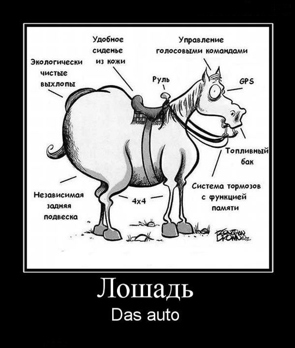 Прикольная картинка с лошадью работа, спокойной