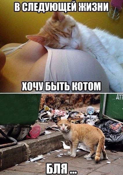 Смешные картинки с надписью до слез