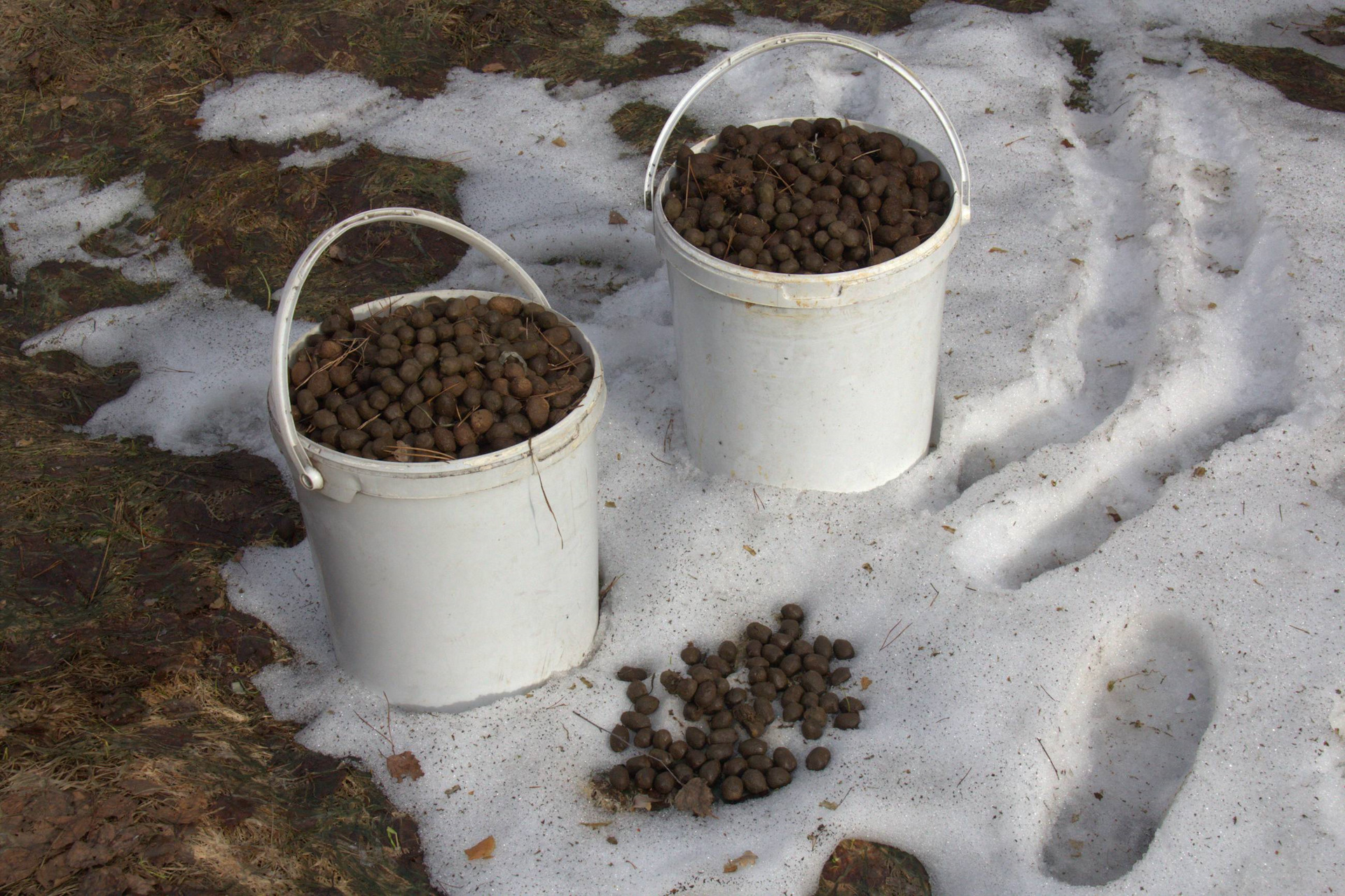 Кроличье удобрение как использовать. Помет удобрение. Кроличий помет. Сбор кроличьего помета. Кроличье удобрение как использовать.