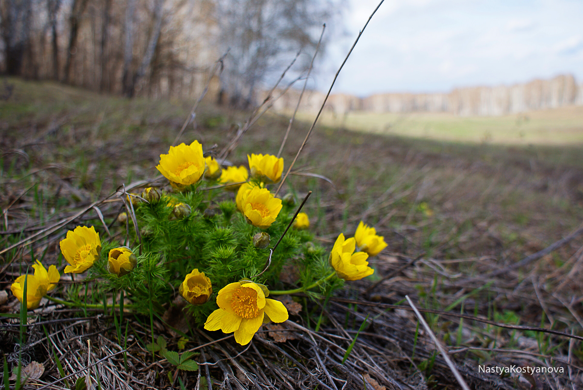 Растения Южного Урала с желтыми цветами