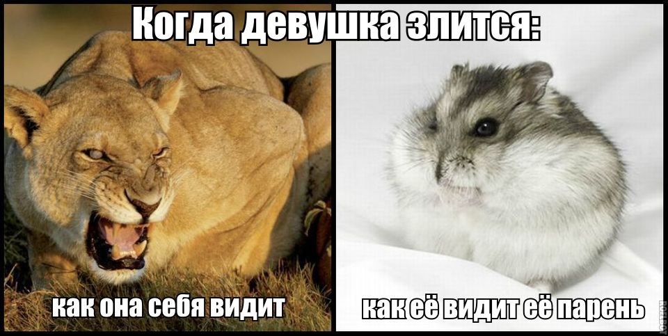 Девушка и хомяк мем