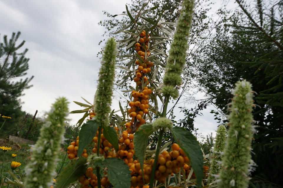 Фото в бортжурнале Nissan Murano II