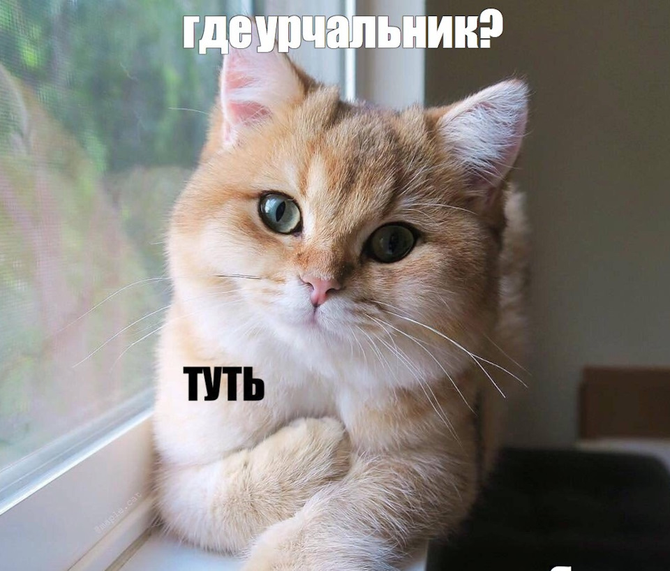 Ты кота