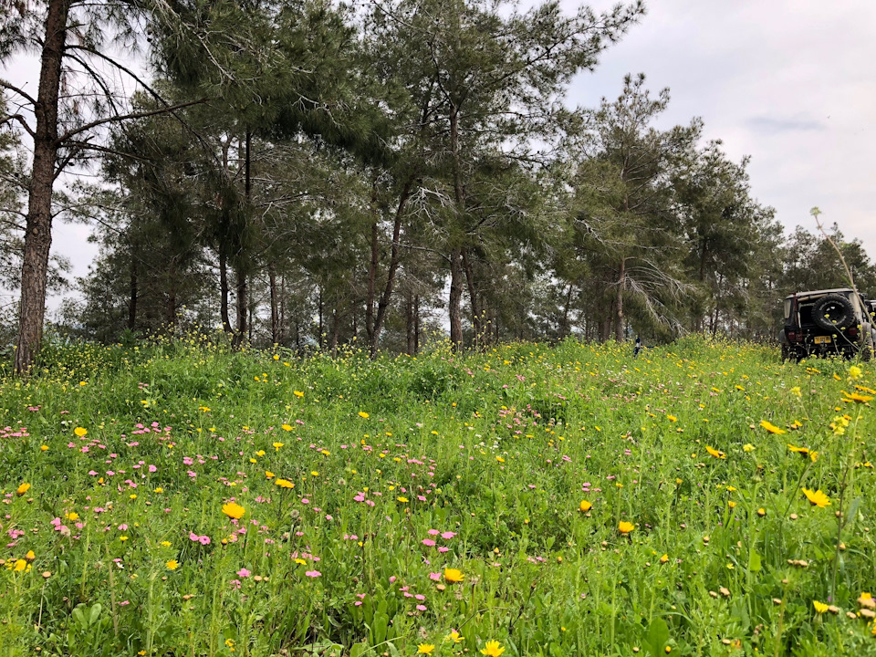 …и других цветов…жалко что в мае эта красота выгорает под палящими лучами солнца, до следующей зимы — Suzuki Jimny (1G)