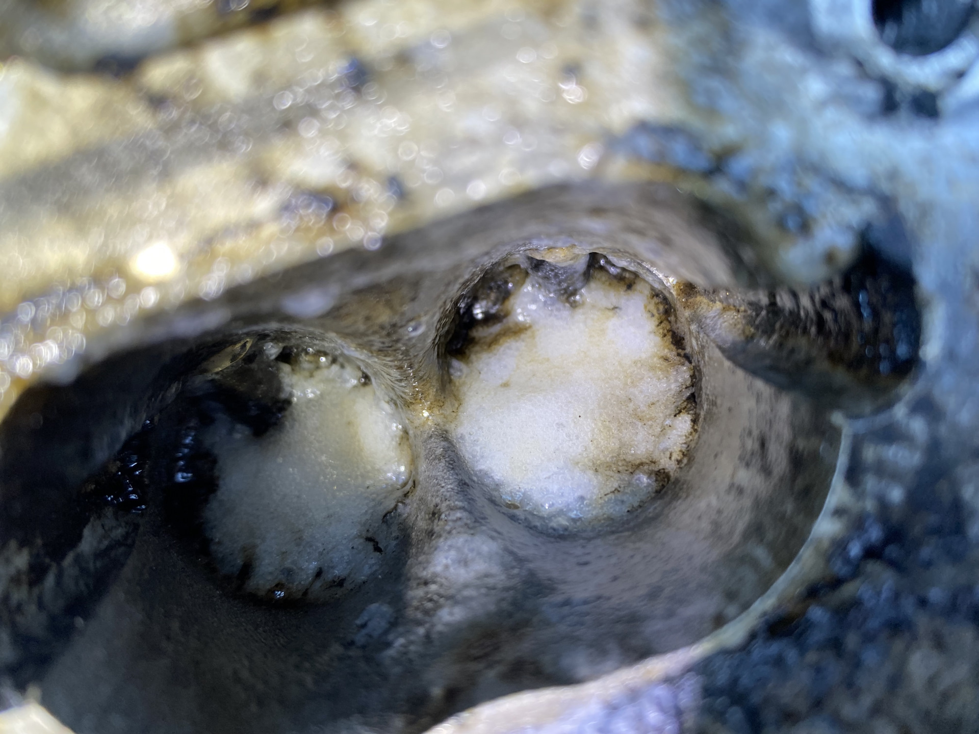 Пропуски во всех цилиндрах 2tsi. Решено. — Volkswagen Passat CC, 2 л ...