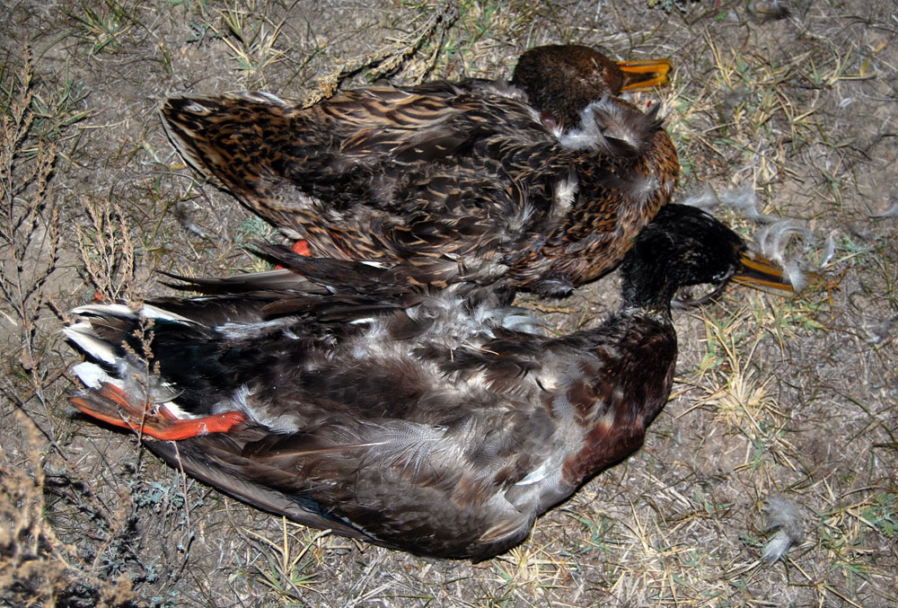 добыча уток