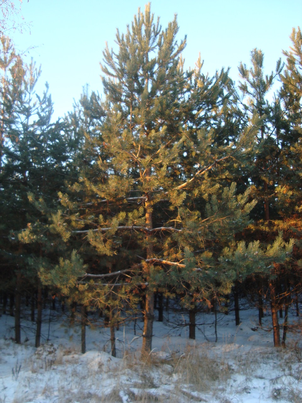 Фото в бортжурнале УАЗ 315195 Hunter