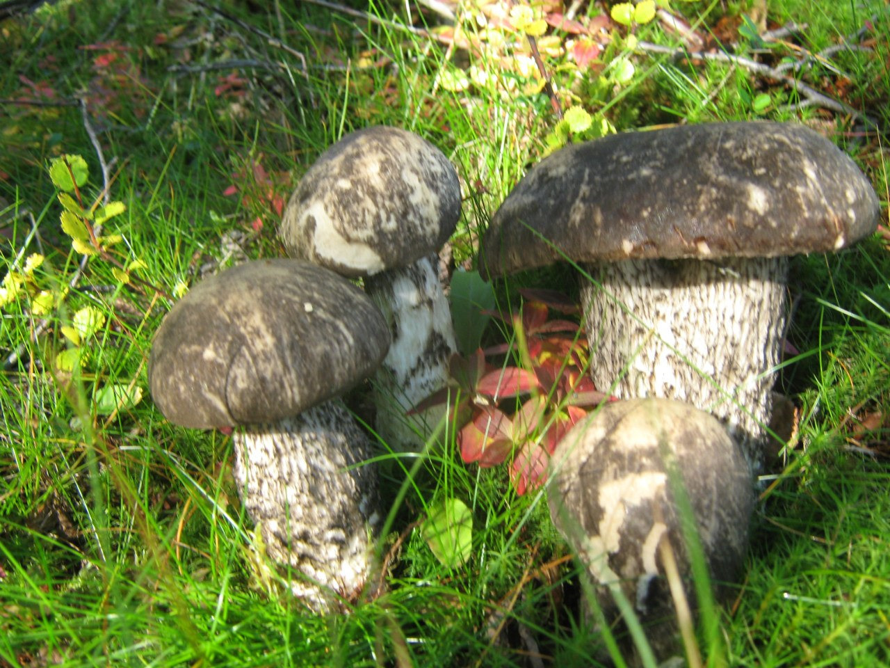 Съедобные грибы и несъедобные грибы Мурманской области