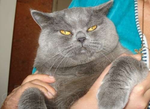 Вязка котов)) — Сообщество «Мальчики и Девочки» на DRIVE2