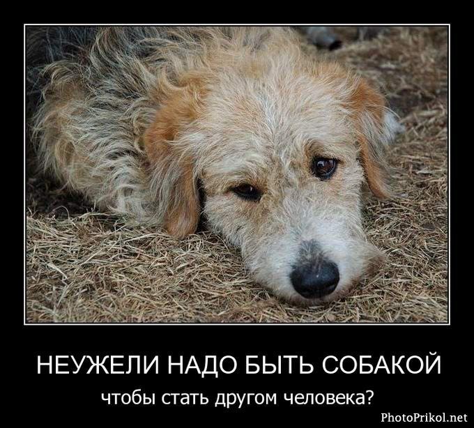 Ты можешь выбрать любого питомца которого захочешь