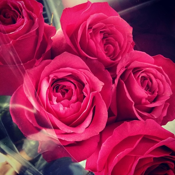 Розы Фото Инстаграм