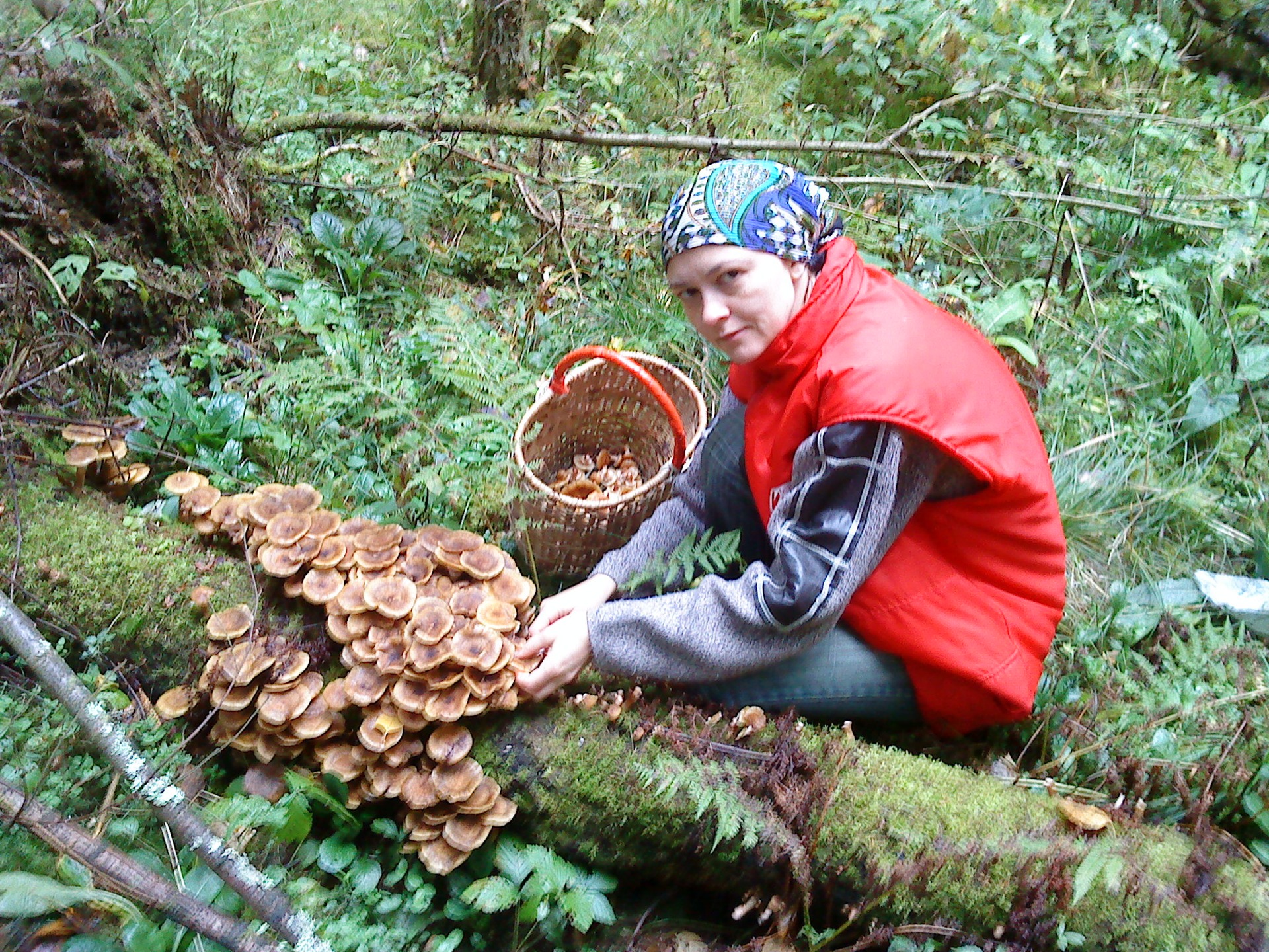 Поход в лес за грибами