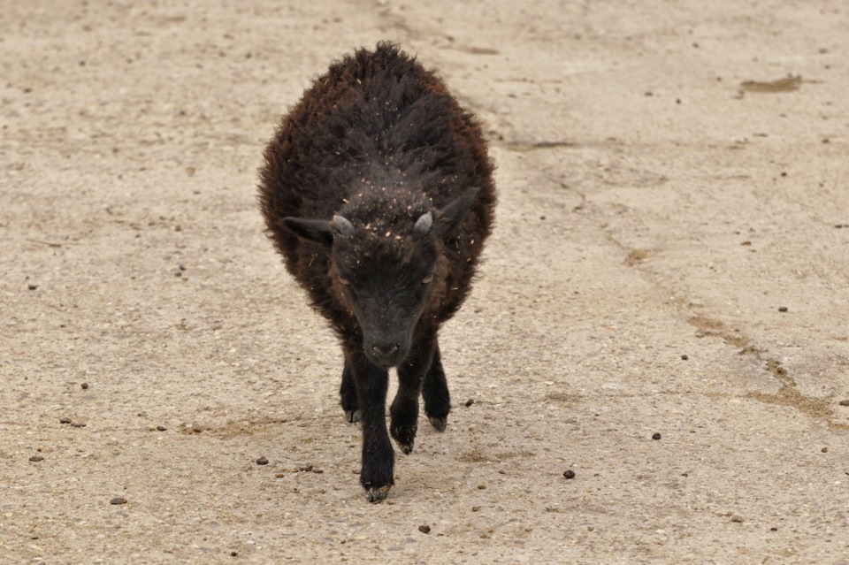 Фото в бортжурнале Subaru Impreza (GC/GF)