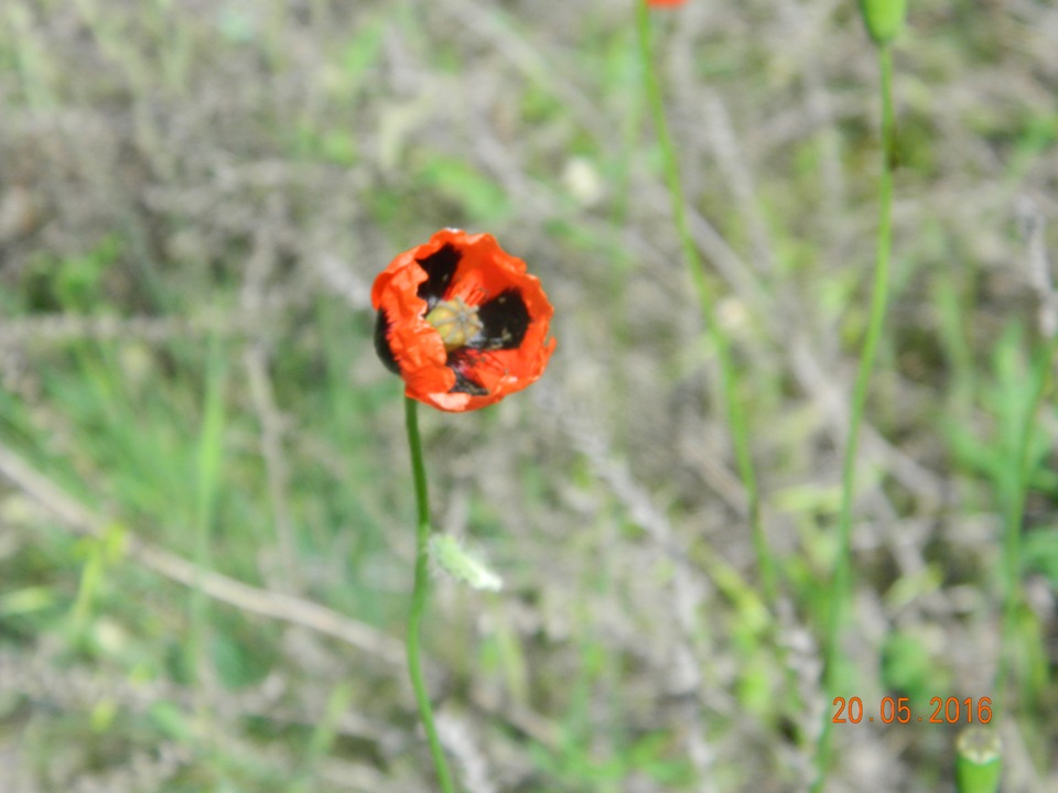 Прогулка вдоль реки Иловли — УАЗ 3151, 2,5 л, 1994 года | путешествие ...