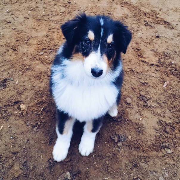 Check Engine — это теперь хорошо! — DRIVE2