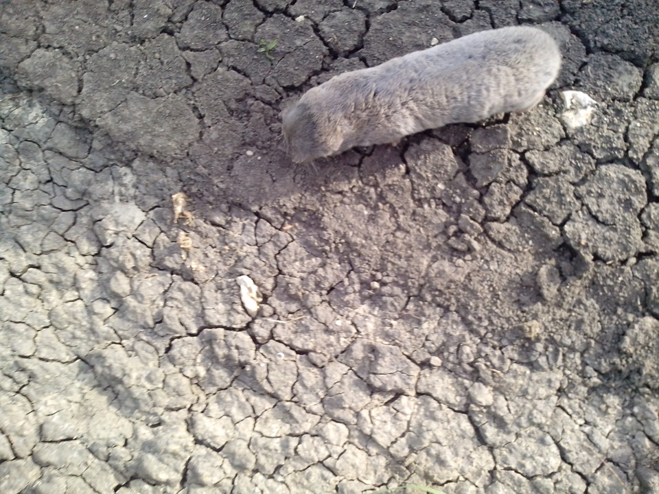 Ушатался подшипник ивеко. Уже второй. — Chevrolet Niva (1G), 1,9 л ...