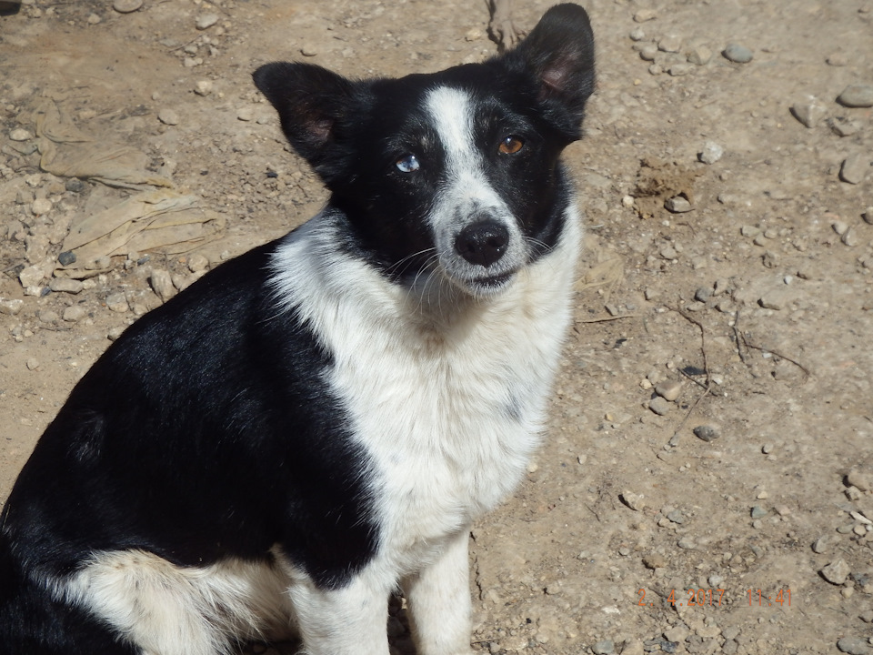 Помощник — КАМАЗ