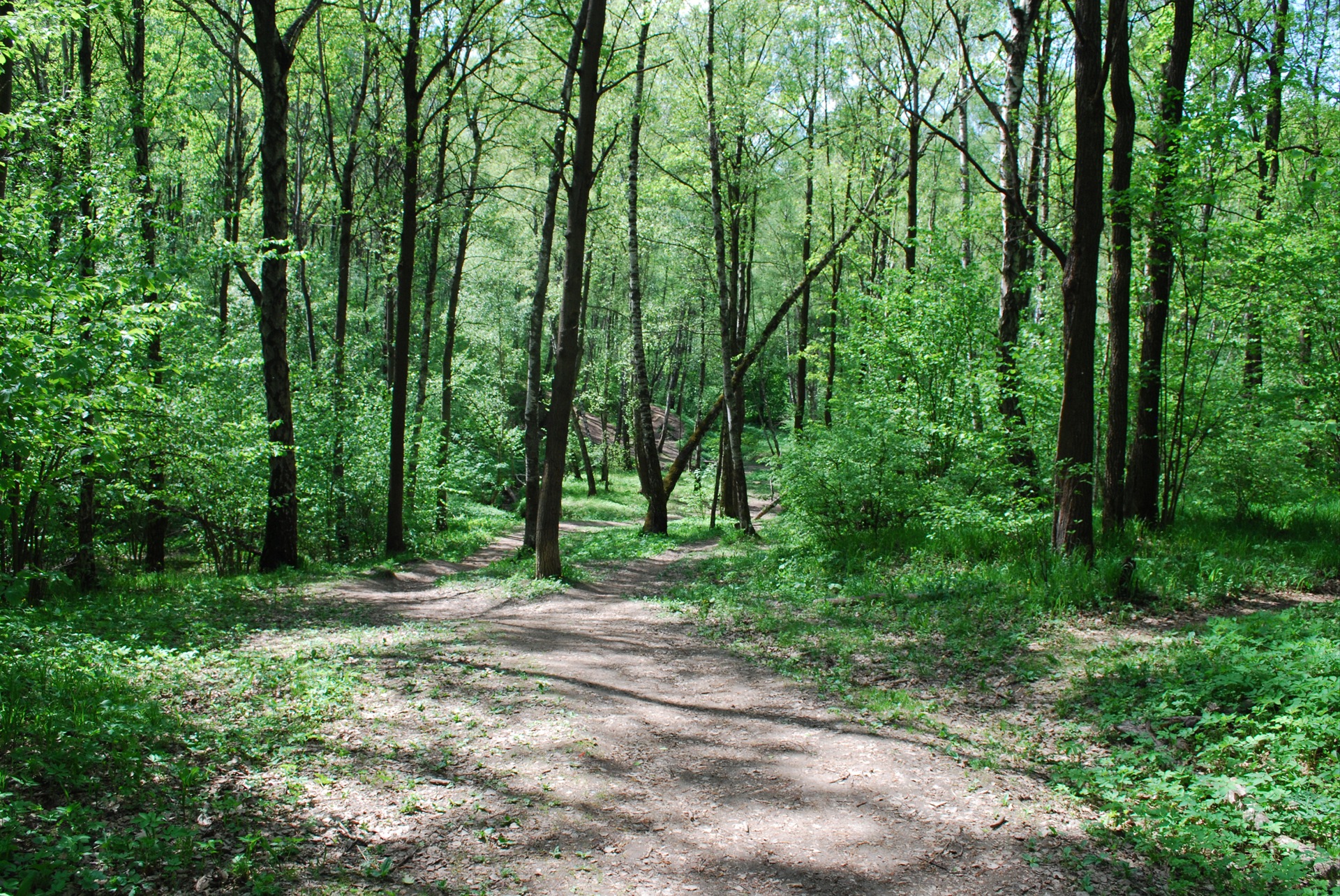 Конец паркового. Павловск колонны. Павловский парк парк санкт-петербург. Павловский парк колонна княгини ливен. Конец паркового.
