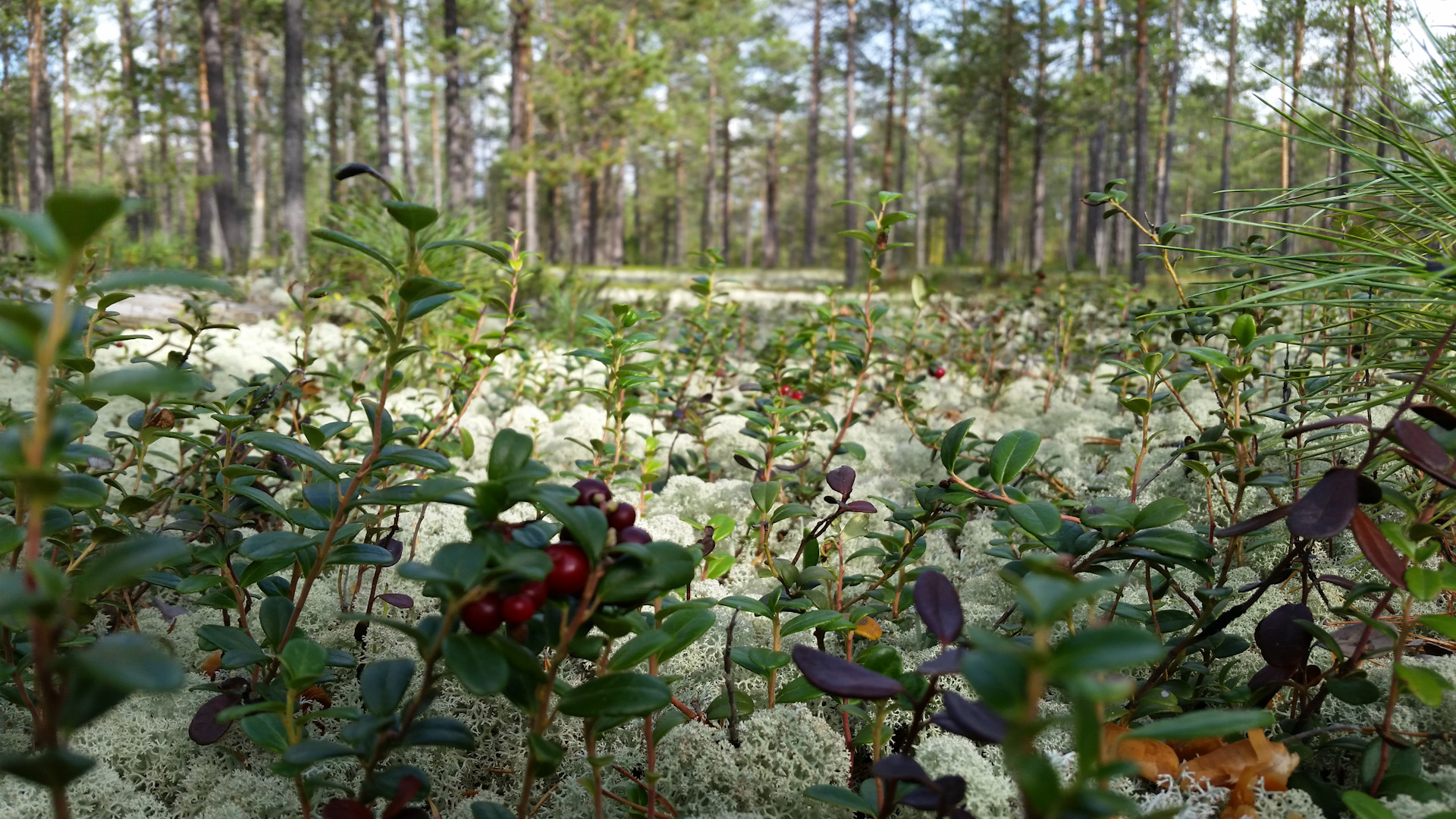 Замена ВВ проводов на провода ВВ нулевого сопративления от ЗИЛа ...