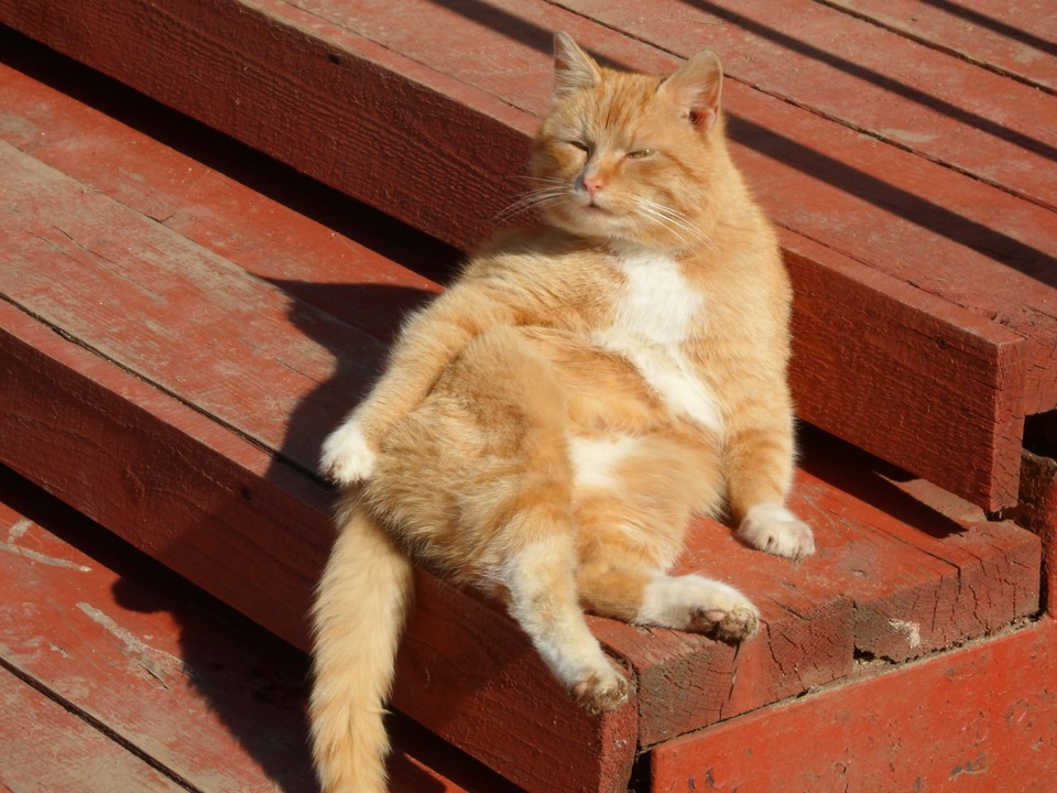 Фото в бортжурнале Chevrolet Niva (1G)