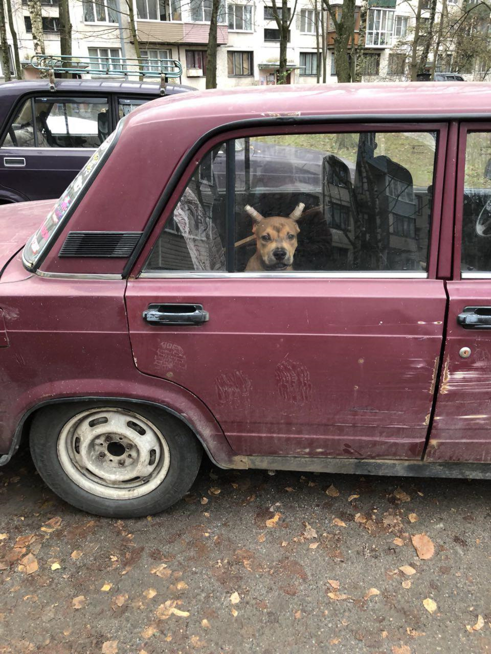 Безопасность при перевозке собак в авто. — Hyundai Elantra (3G), 1,6 л,  2004 года | аксессуары | DRIVE2