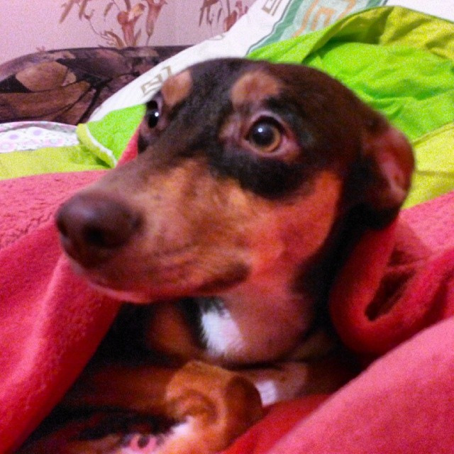 Собака — это лучший друг человека — DRIVE2