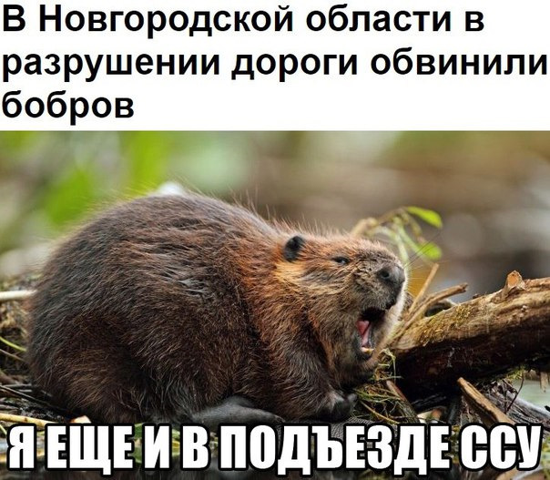 Новый мем с бобром