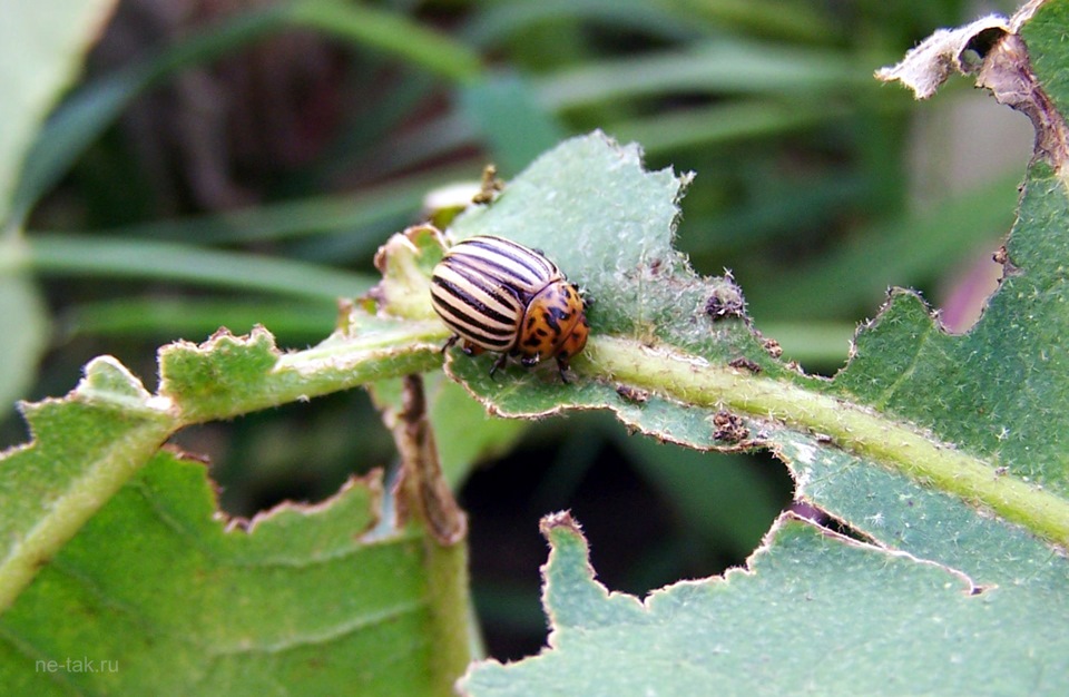 Лучший американский диверсант за всю историю США — DRIVE2